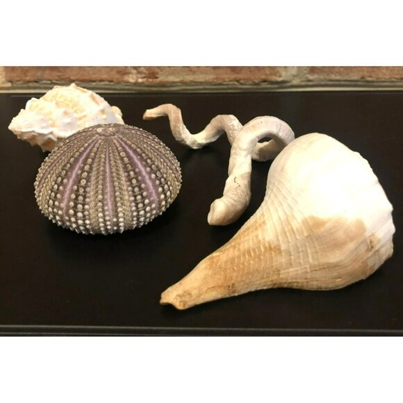 Seashells Hermit Cockill Spiral Porcupine Shells Tube Worm Fossil Coral in clear - Picture 3 of 6